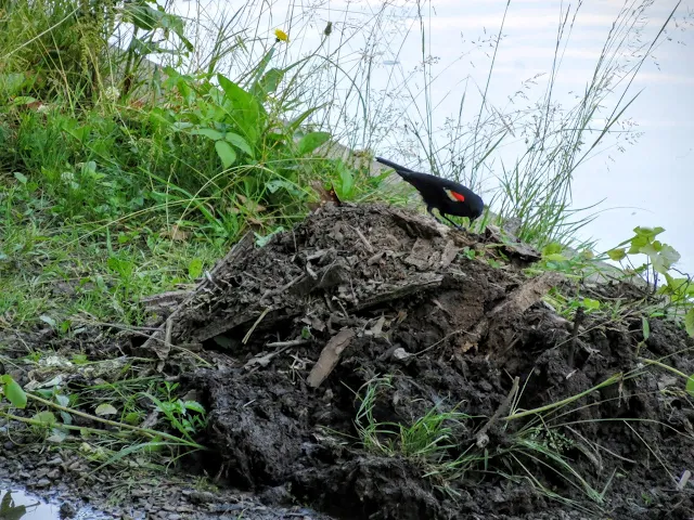 Pittsburgh Birds: Red-winged blackbird in Schenley Park