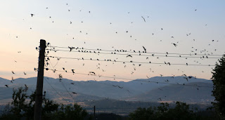 Suddenly the flock takes wing Suddenly the flock takes wing