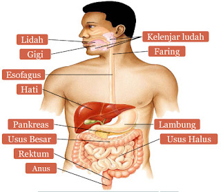 Hasil gambar untuk organ pencernaan tambahan pada manusia