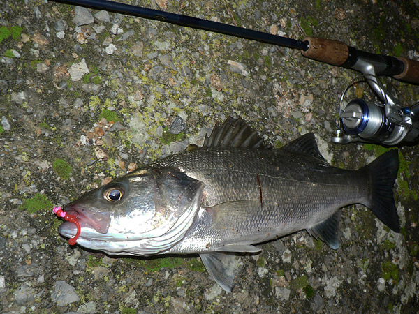 Pescar a spinning por la noche Clearance