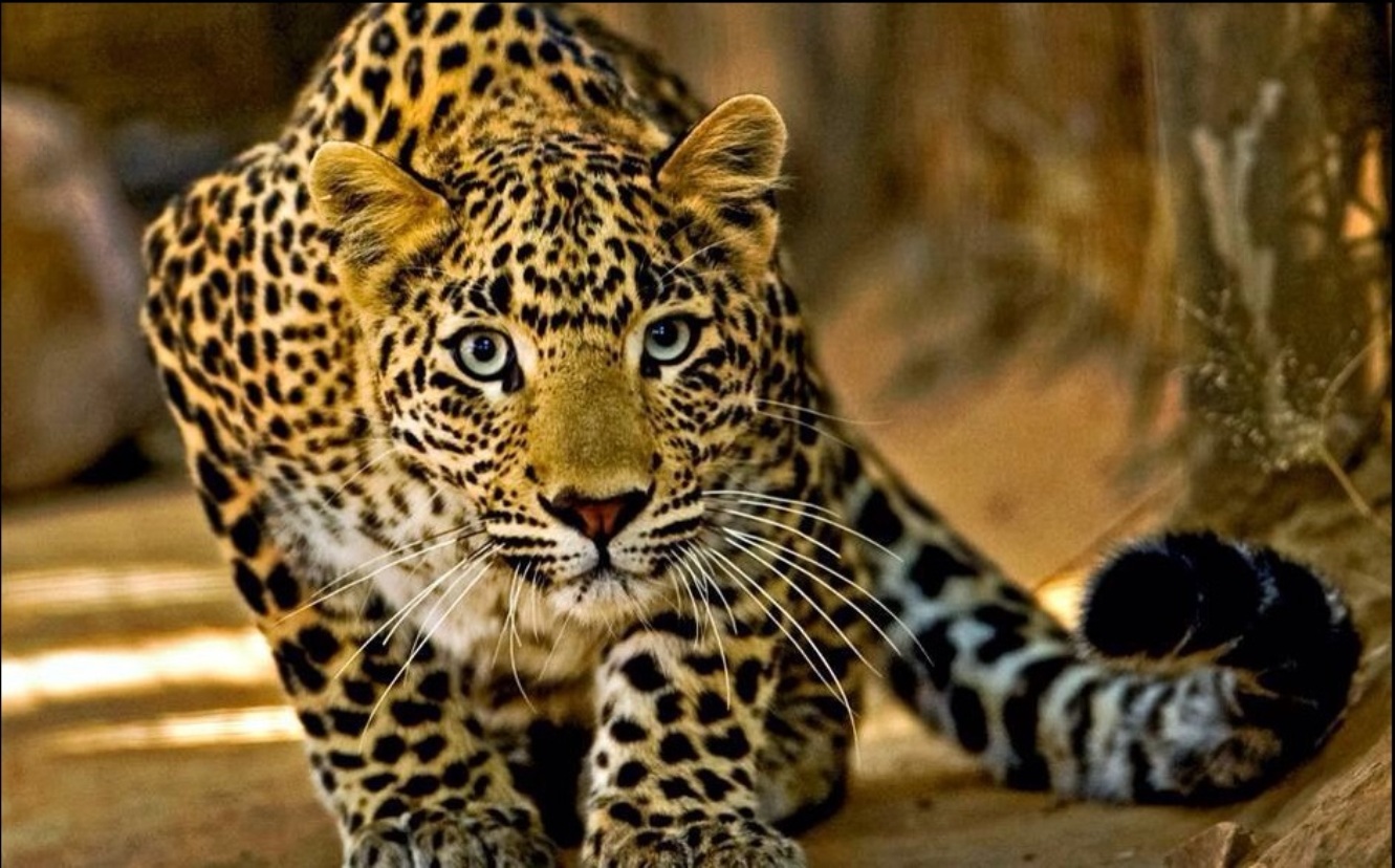 Resultado de imagem para Onça do Pantanal, maior mamífero das florestas brasileiras