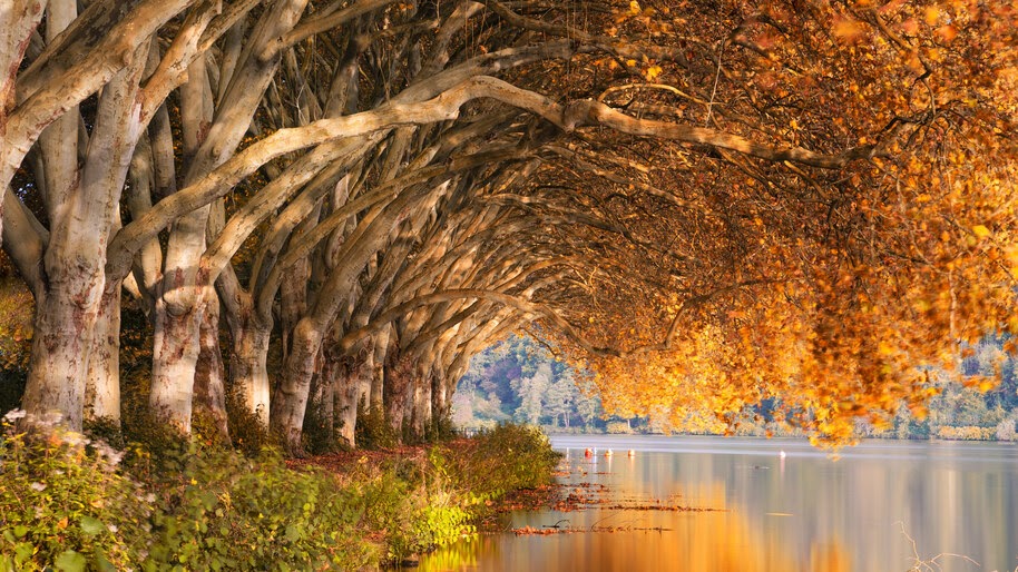 Autumn, Trees, Scenery, 4K, #4.2315