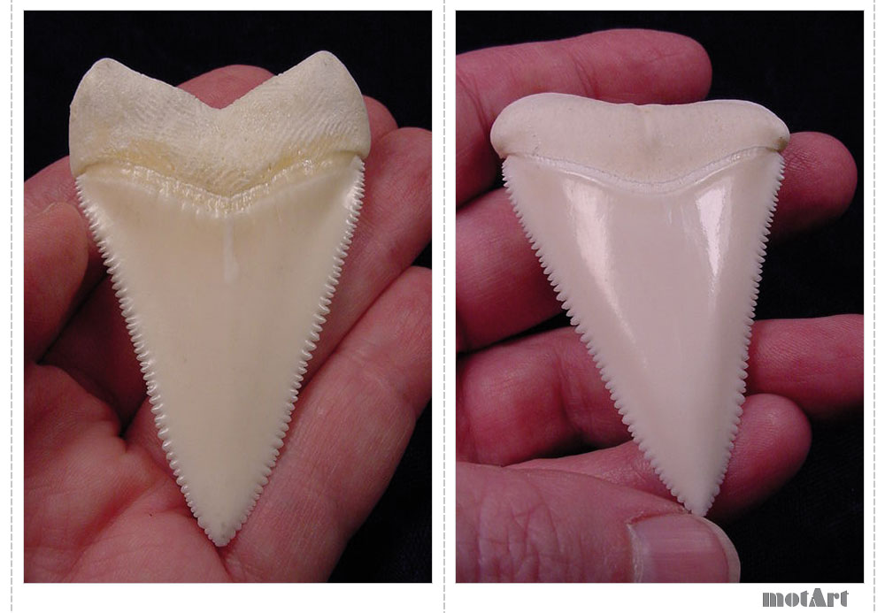 Great White Sharks Teeth.
