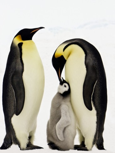 Animal facts: Emperor penguins