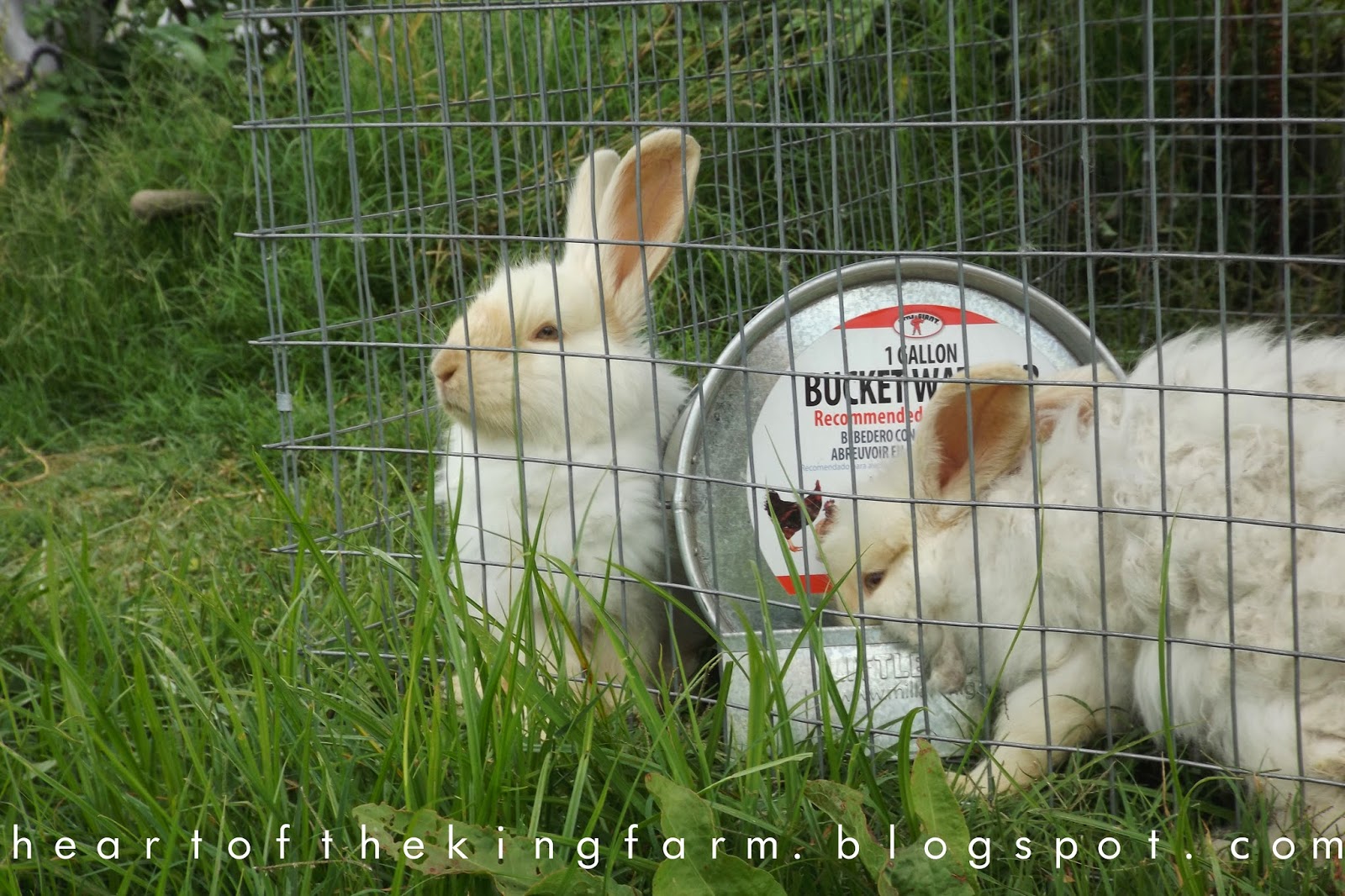 Heart of the King Farm A Guide to Rabbit Tractors