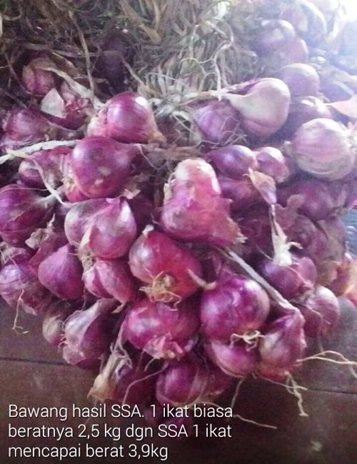 Testimoni Pupuk Organik Cair SSA Untuk Tanaman Bawang Merah