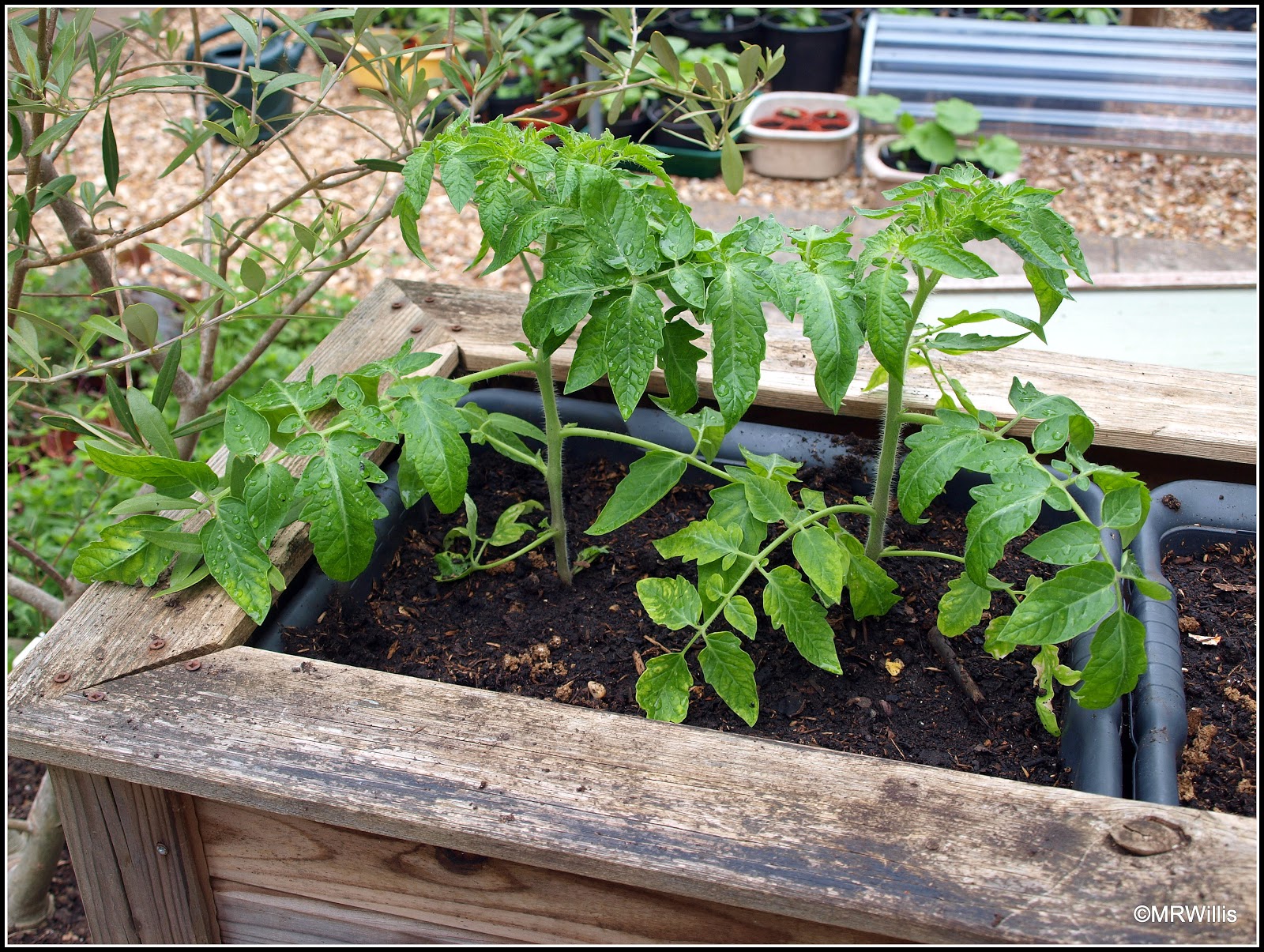 Mark's Veg Plot Pottingup tomatoes