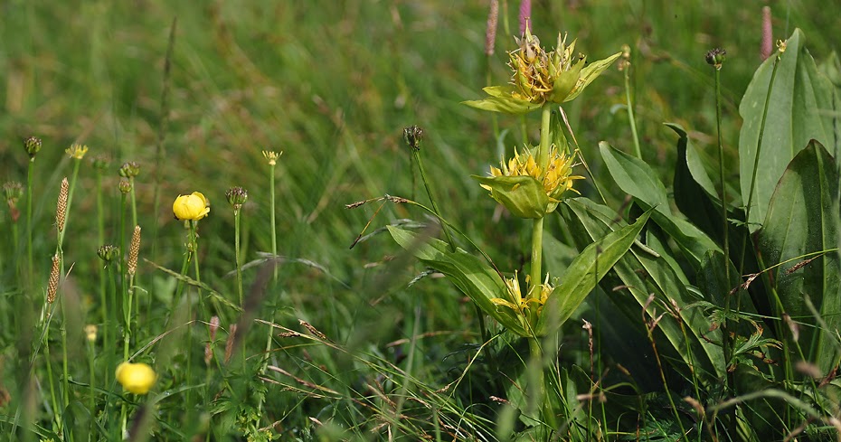 OBRAZY NATURY Goryczka żółta (Gentiana lutea)