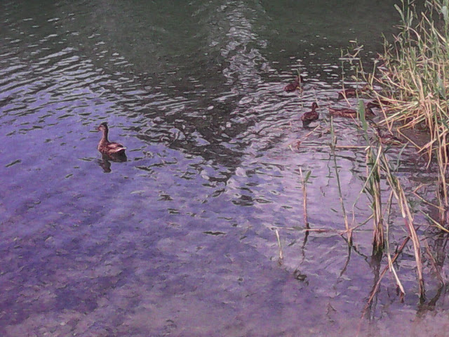 Canards au lac de Bratislava