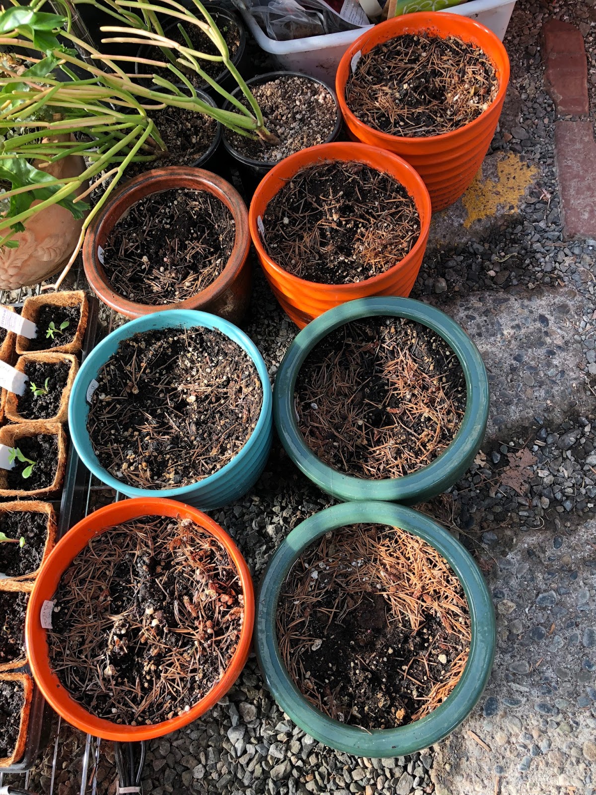 Bonney Lassie Potting Up Begonia Tubers