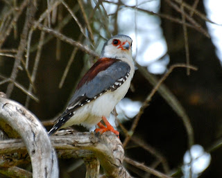 Pygmy Falcon