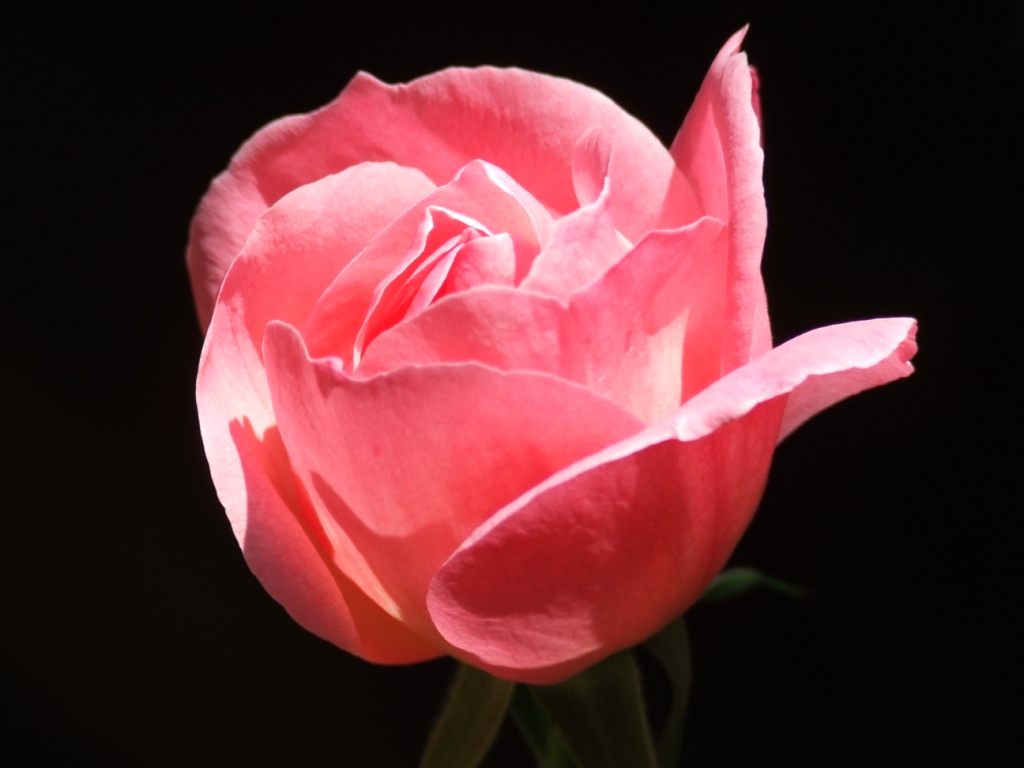 Cosmética en Acción: Las propiedades del agua de rosas y el Agua de ...