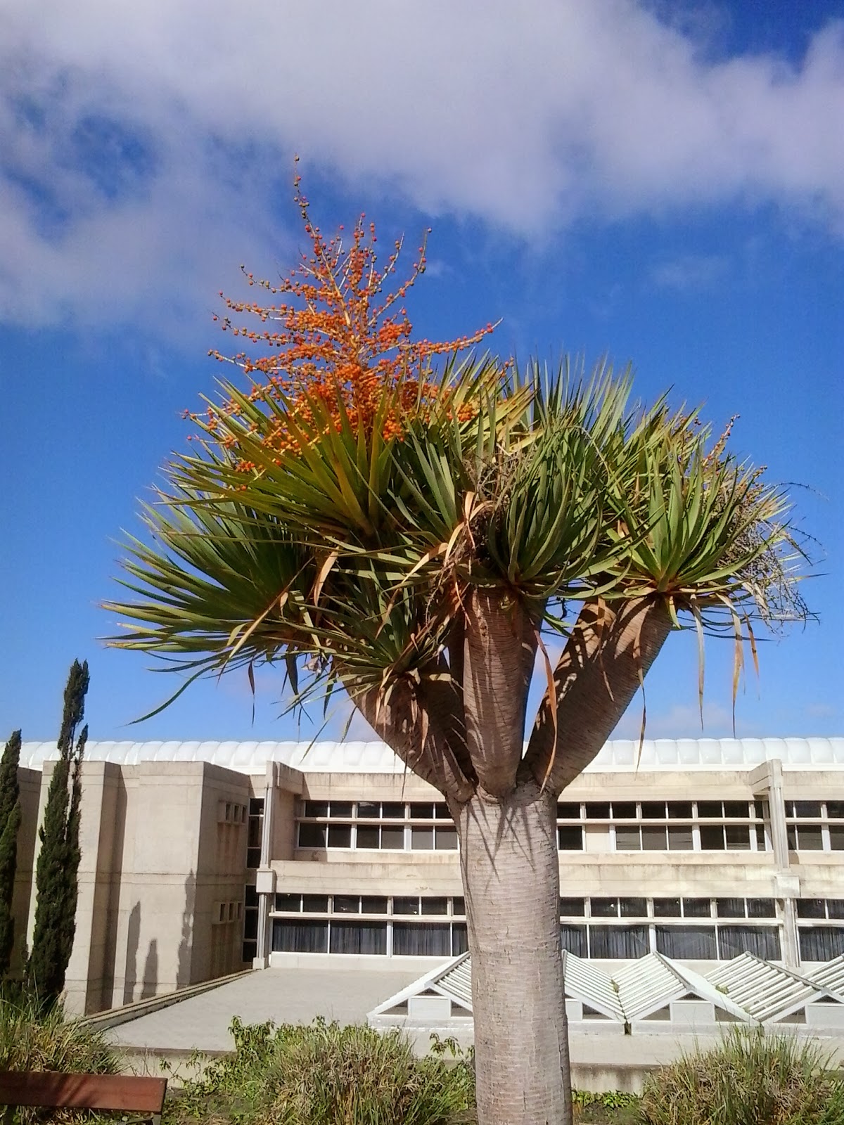 Escenas palmenses: La flor del drago