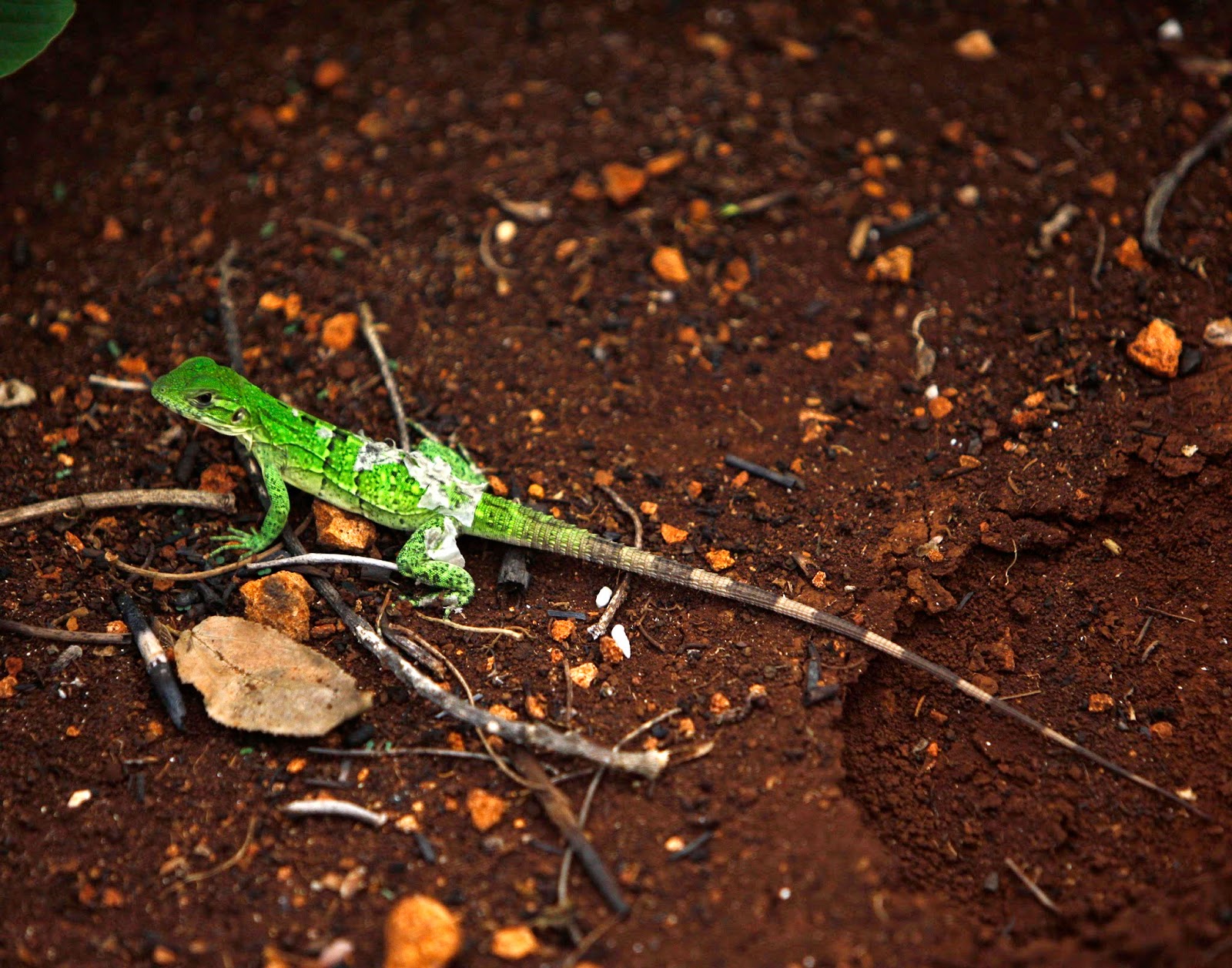 Una lagartija verde toma el sol cerca de la cueva Aktun Usil