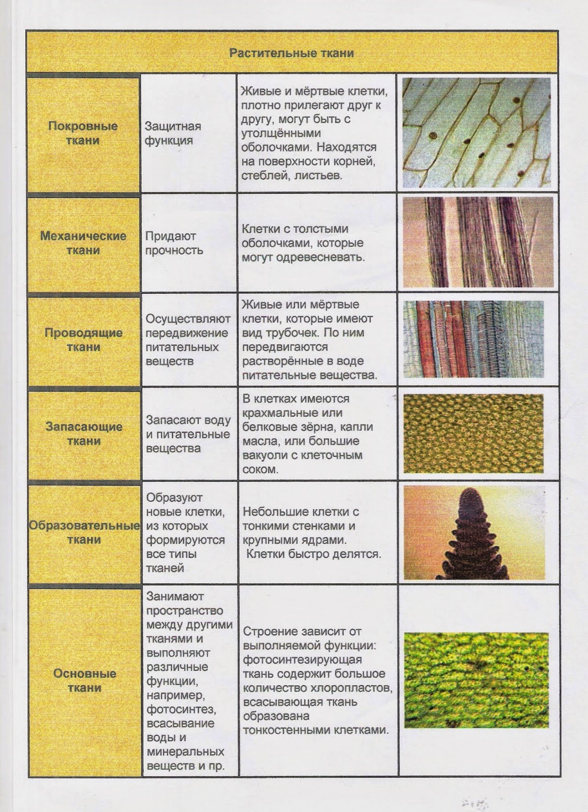 Какие ткани имеются в растениях. Таблица растительные ткани 6 класс биология. Типы тканей растений 6 класс биология таблица. Виды тканей растений таблица биология 6 класс. Виды тканей растений 5 класс биология таблица.