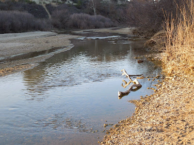 Log in the Salinas River in a Wet Year. © B. Radisavljevic