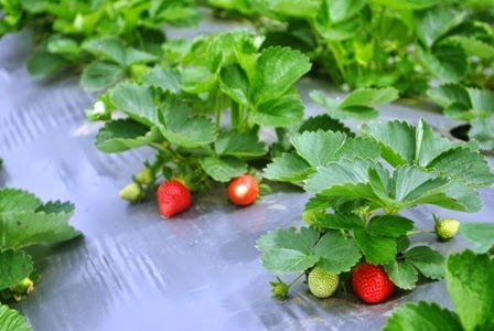 Strawberry Petik sendiri | Desa Wisata Serang