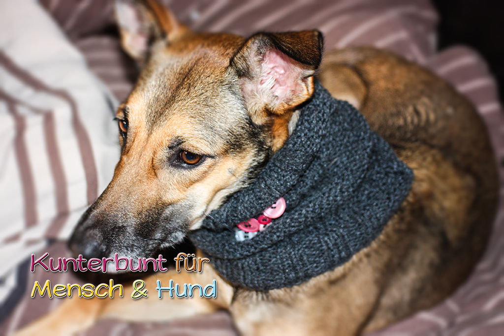 DIY Gestrickter Loop für den Hund mit Applikationen