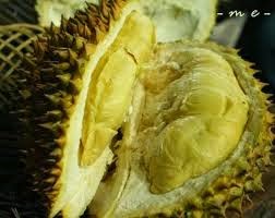 Cara Budidaya Durian Montong yang Benar