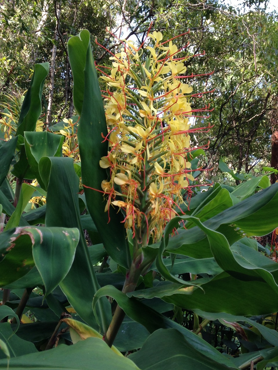 Helensburgh Landcare Be Weed Wise Ginger Lily