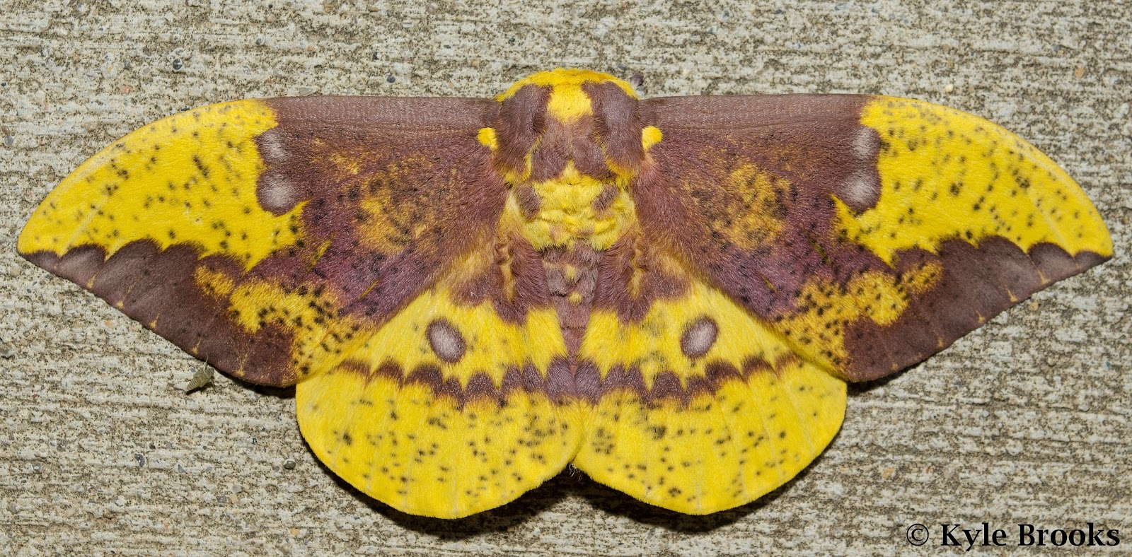 Imperial Moth, Eacles imperialis