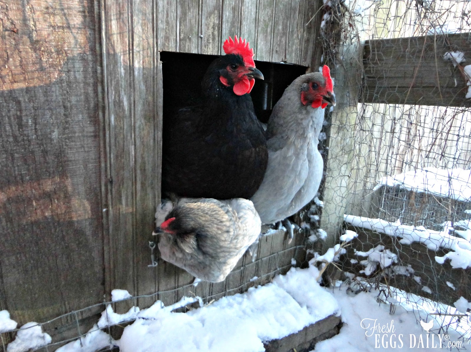 How To Heat A Chicken Coop?  