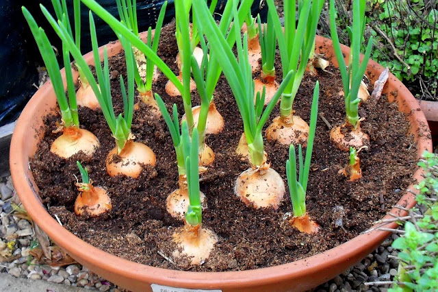 چۆنیەتی چاندنی پیاز Onions-easy-to-grow