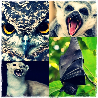 Ciri-Ciri Hewan Yang Aktif Di Malam Hari (Nokturnal) Ciri-Ciri Hewan Yang Aktif Di Malam Hari (Nokturnal)