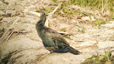 Phalacrocorax carbo carbo, Cormoran grande oriental, Puente de Segovia, Madrid Río