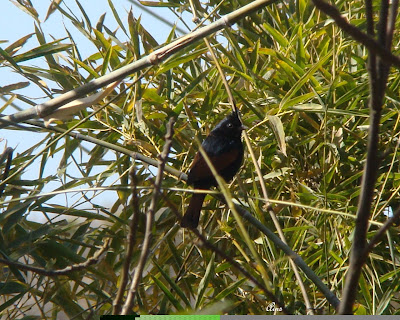 "Crested Bunting - Emberiza lathami, snapped in a bamboo grove."