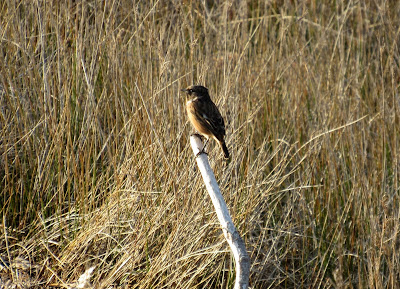Marismas de Caldebarcos