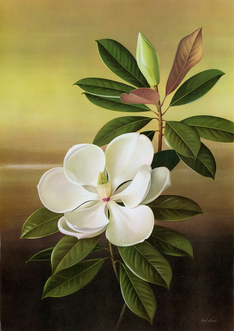 Paul Jones 1921-1997 ~ pintor australiano | Flores de Mayo 