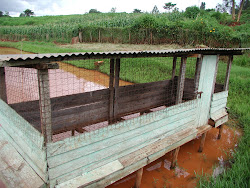 coop chicken east pond fish kakamega dave africa