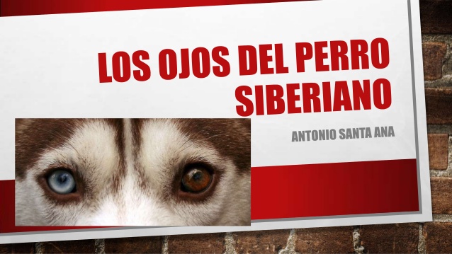 LENGUAJE Y LECTURA CRITICA -AE: LOS OJOS DEL PERRO SIBERIANO