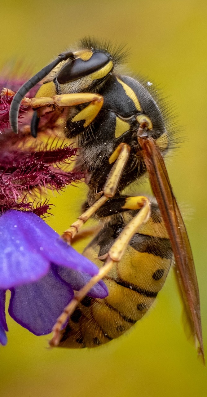 Photo of a hornet.