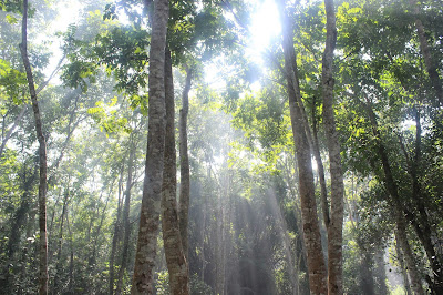 Lawachara Rain Forest