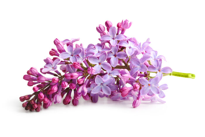 十二月份誕生花 紫丁香lilac 一 花語 每月的誕生花
