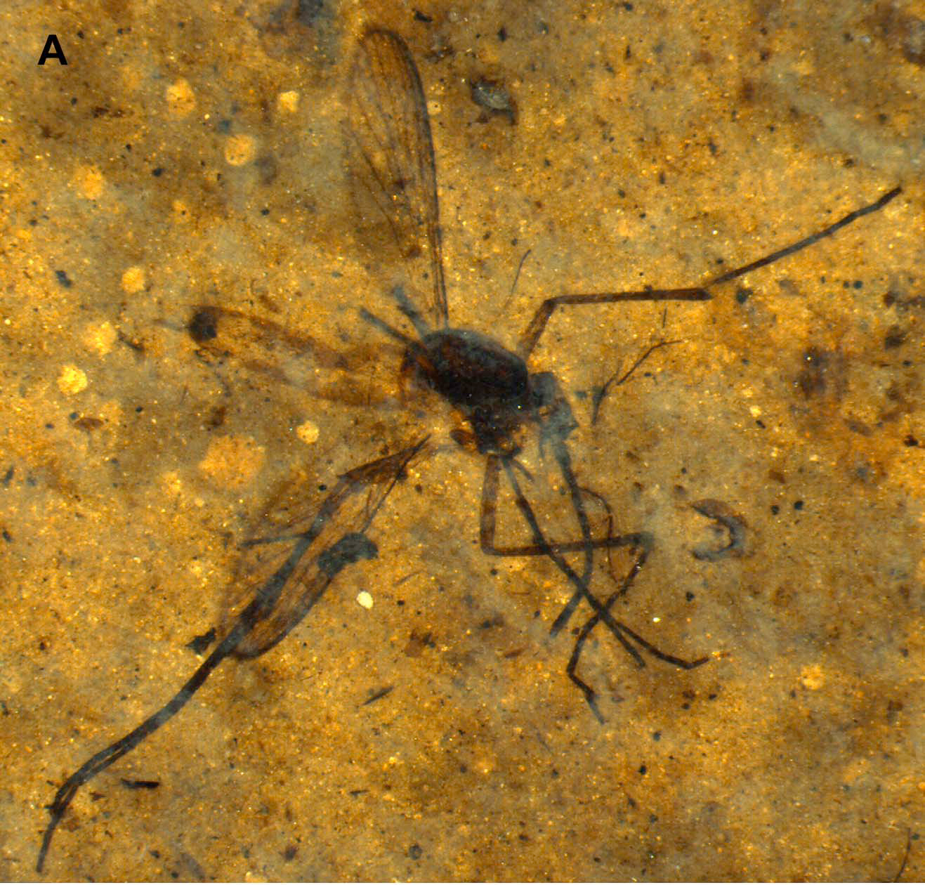 Sciency Thoughts Two new species of Mosquito from the Eocene of Montana.