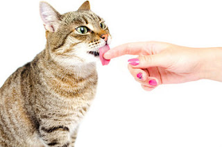 Cat lick hand Cat lick hand assured, what