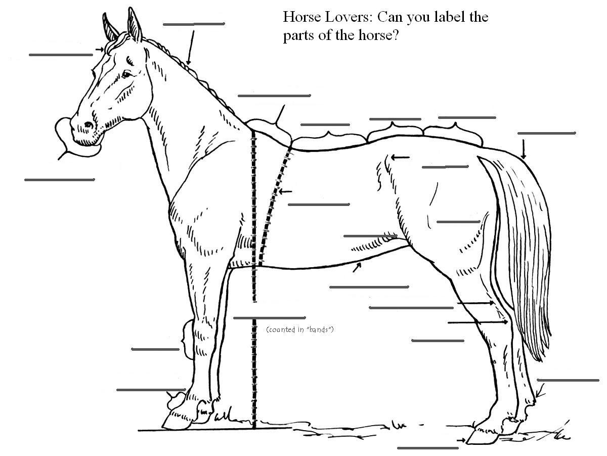The Mane Point: Can you label the parts of a horse?