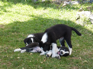 Jeu jeunes border collies