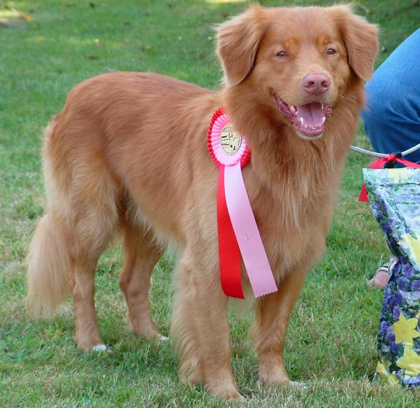 80 Names for Nova Scotia Duck Tolling Retrievers The Modern Bark