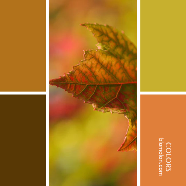 variedad en color combinacion 26 variedad_en_color_combinacion_26