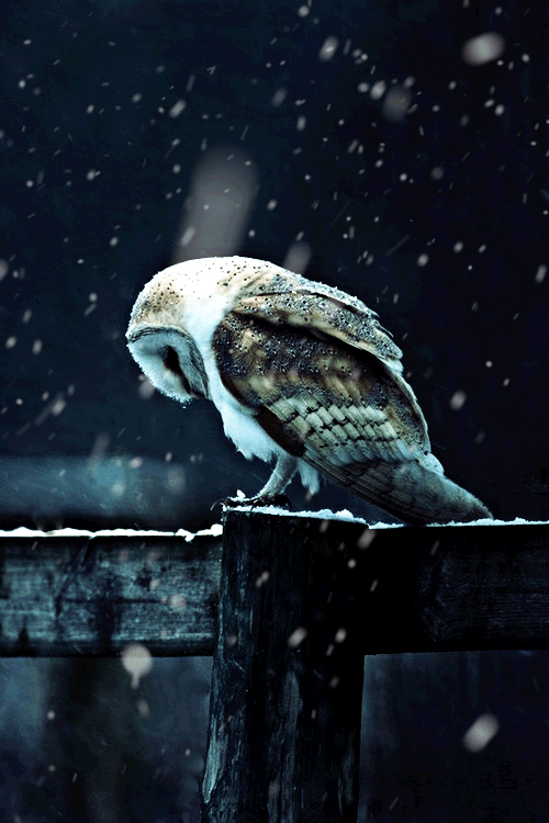 owl snow