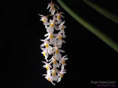 Micro orquídea Capanemia superflua