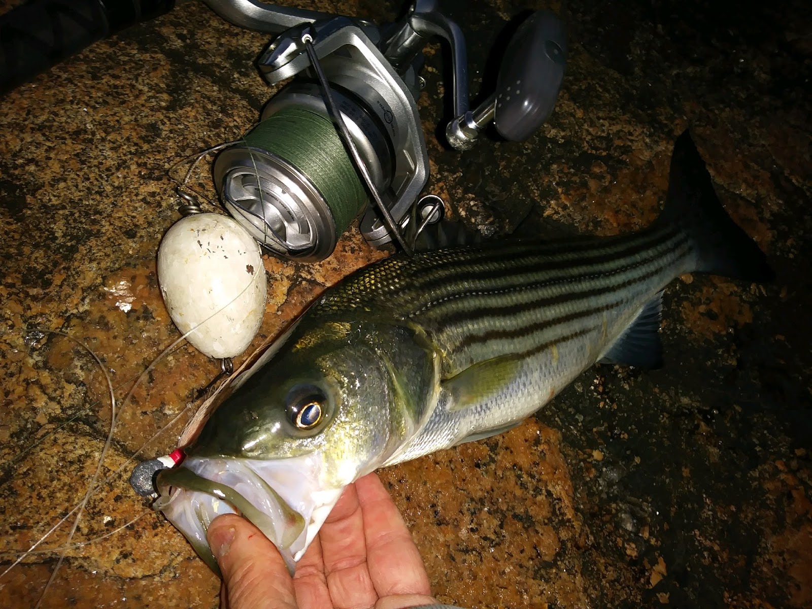 Rhode Island Striped Bass: July 2017