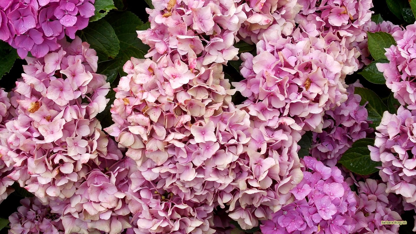 Roze hortensia bloemen | HD Wallpapers