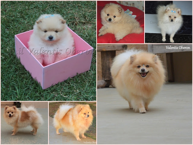 Pelagem do lulu da pomerania Clearance