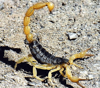 Escorpiones o Alacranes: Todo acerca de estos arácnidos Escorpiones o Alacranes: Todo acerca de estos arácnidos