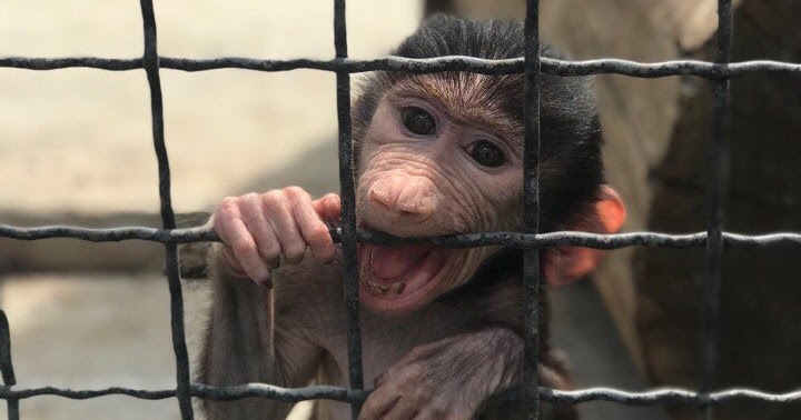 обезьянка люся из тайгана. крымский зоопарк тайган обезьянка люся. где обезьянка томик из тайгана. орангутан дана тайган история. где обезьянка томик из тайгана.